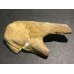 Kost dinosaura
